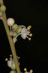 Florida beargrass